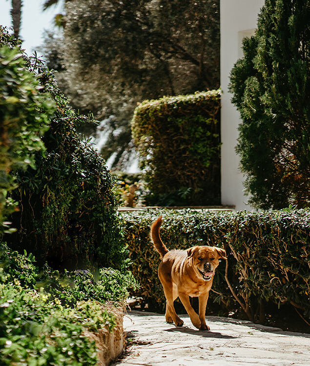 Pets at Annabelle