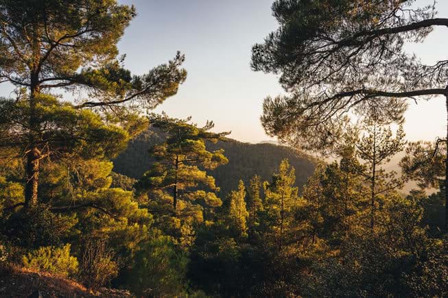  Pafos Forest