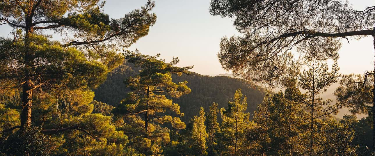 A Drive through the Pafos Forest