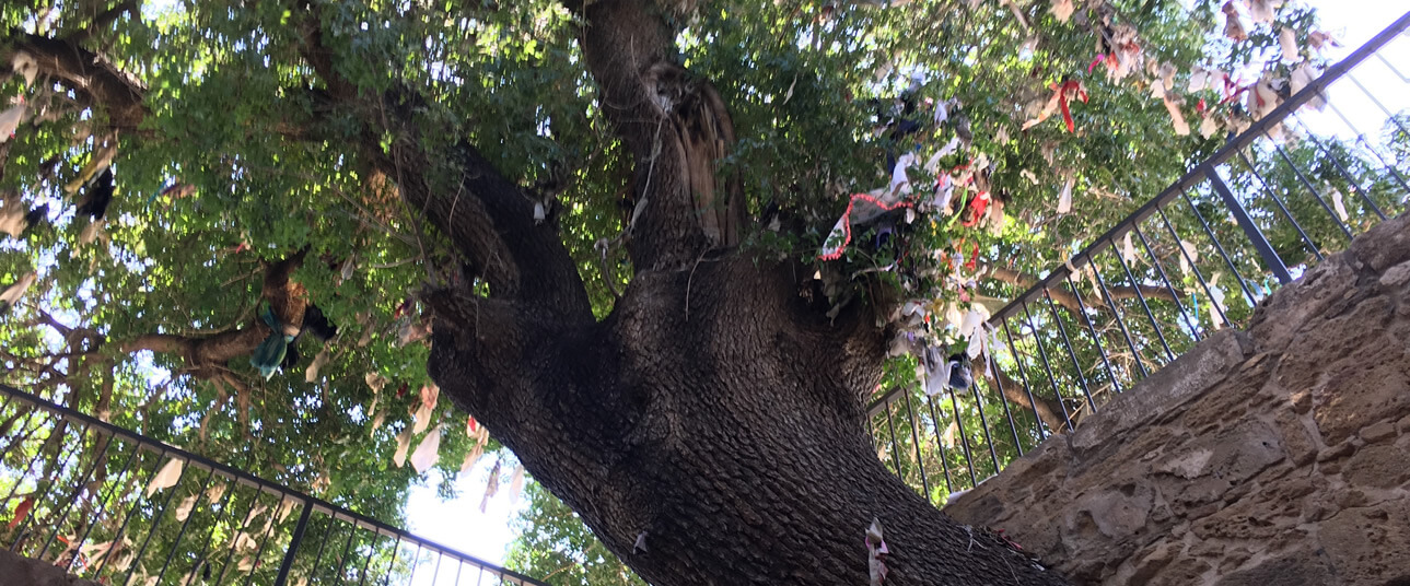 The Wishing Tree