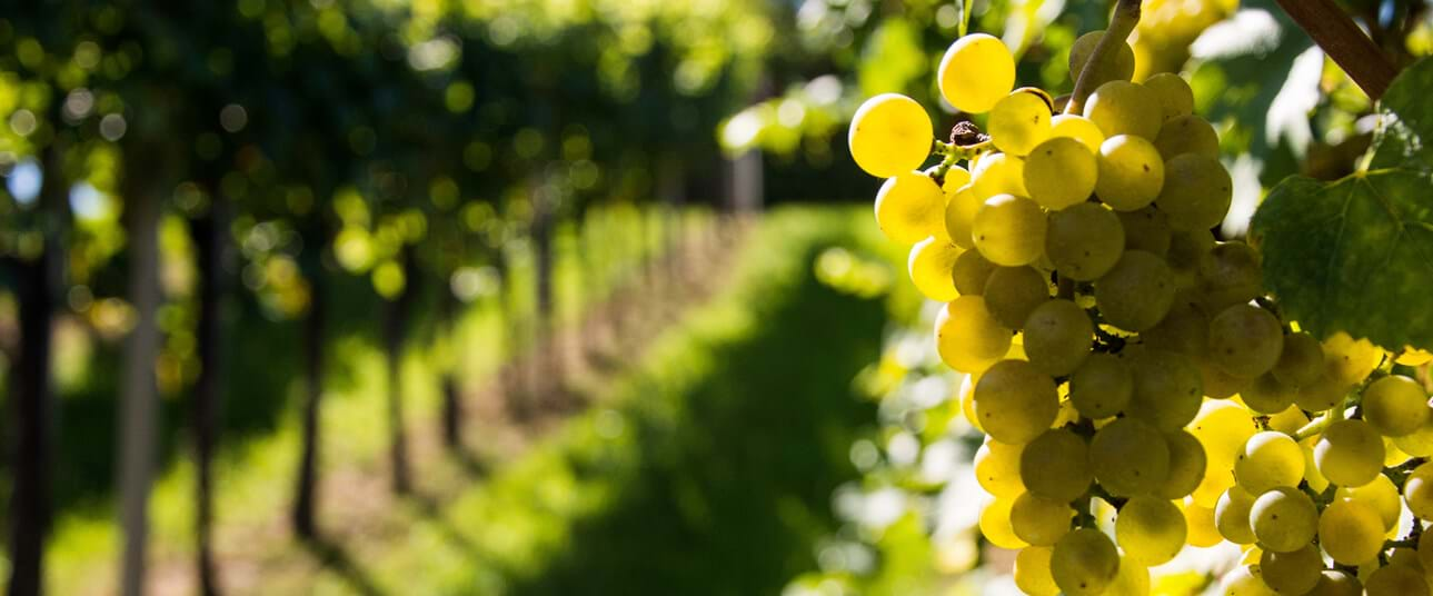 The Xynisteri Grape Variety of Cyprus