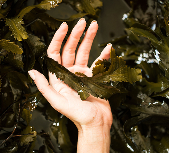 Organic Seaweed Leaf Wrap